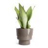 Sansevieria Trifasciata Moonshine - Snake Plant -Indoor Plants Store Sansevieria trifasciata Moonshine Snake Plant 14x45cm Aries Handles Plant Pot Charcoal 19x20cm
