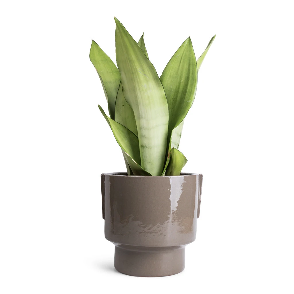 Sansevieria Trifasciata Moonshine - Snake Plant 3 Sansevieria Trifasciata Moonshine - Snake Plant