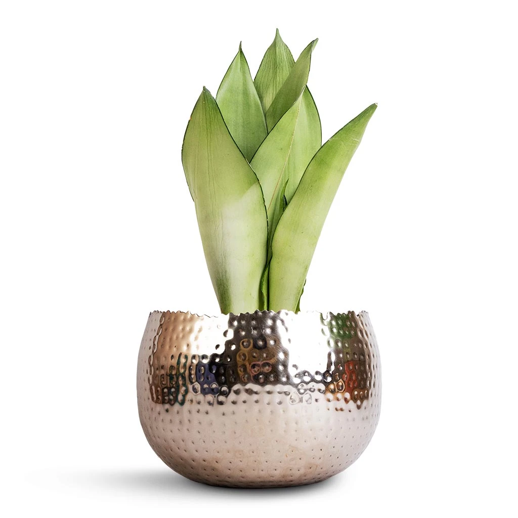 Sansevieria Trifasciata Moonshine - Snake Plant 14 Sansevieria Trifasciata Moonshine - Snake Plant - Image 12
