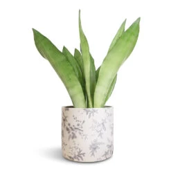 Lazzaro Plant Pot - Vintage Bird -Indoor Plants Store Sansevieria trifasciata Moonshine Snake Plant 14x45cm Lazzaro Plant Pot Vintage Bird 18x16cm
