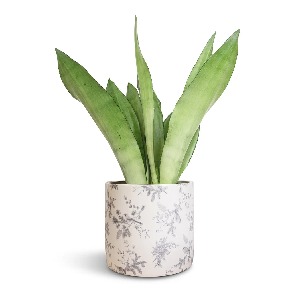 Sansevieria Trifasciata Moonshine - Snake Plant 12 Sansevieria Trifasciata Moonshine - Snake Plant - Image 10
