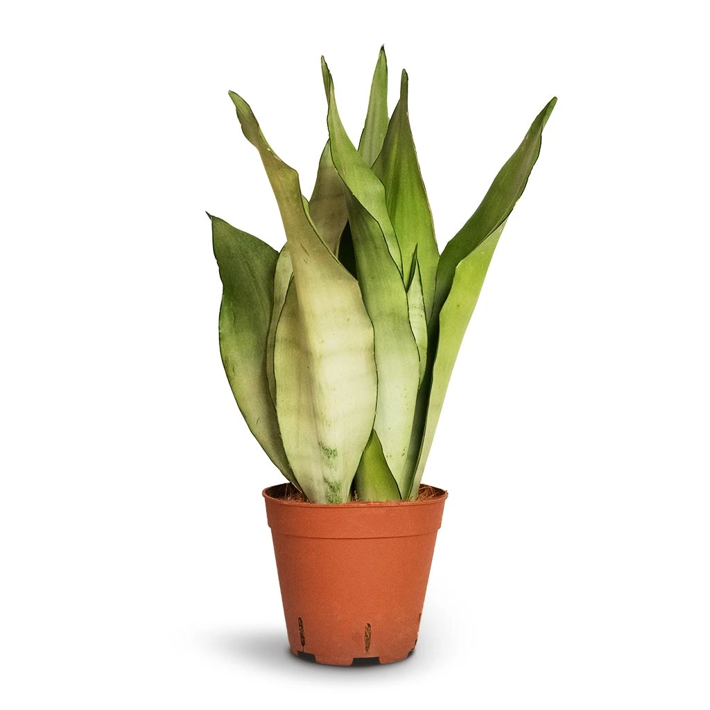 Sansevieria Trifasciata Moonshine - Snake Plant 13 Sansevieria Trifasciata Moonshine - Snake Plant - Image 11