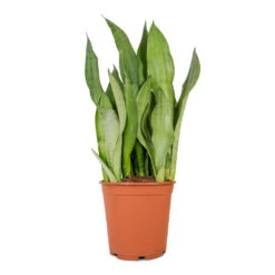 Sansevieria Trifasciata Moonshine - Snake Plant 38 Sansevieria Trifasciata Moonshine - Snake Plant -Indoor Plants Store Sansevieria trifasciata Moonshine Snake Plant 21x70cm 4