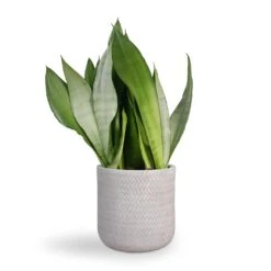 Angle Cylinder Plant Pot - White 11 Angle Cylinder Plant Pot - White -Indoor Plants Store Sansevieria trifasciata Moonshine Snake Plant 21x70cm Angle Cylinder Plant Pot White 24x24cm