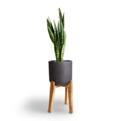 Charlie Plant Pot - Tall Stand - Black Washed -Indoor Plants Store Sansevieria trifasciata Moonshine Snake Plant 21x70cm Charlie Plant Pot Tall Stand Black Washed 32x51cm