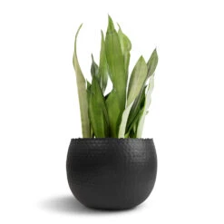 Hammered Bowl - Black With Copper -Indoor Plants Store Sansevieria trifasciata Moonshine Snake Plant 21x70cm Hammered Bowl Black with Copper 30x20cm 1