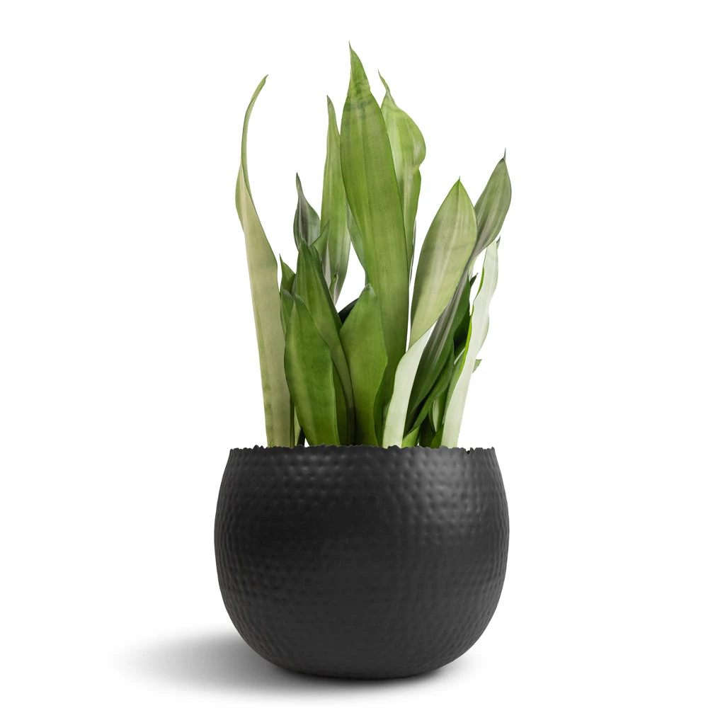 Sansevieria Trifasciata Moonshine - Snake Plant 18 Sansevieria Trifasciata Moonshine - Snake Plant - Image 16