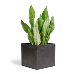 Sansevieria Trifasciata Moonshine - Snake Plant 39 Sansevieria Trifasciata Moonshine - Snake Plant -Indoor Plants Store Sansevieria trifasciata Moonshine Snake Plant 21x70cm Maud Artstone Plant Pot Black 32x32x29cm