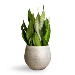 Noor Plant Pot - Metallic Grey -Indoor Plants Store Sansevieria trifasciata Moonshine Snake Plant 21x70cm Noor Plant Pot Metallic Grey 27x25cm 2