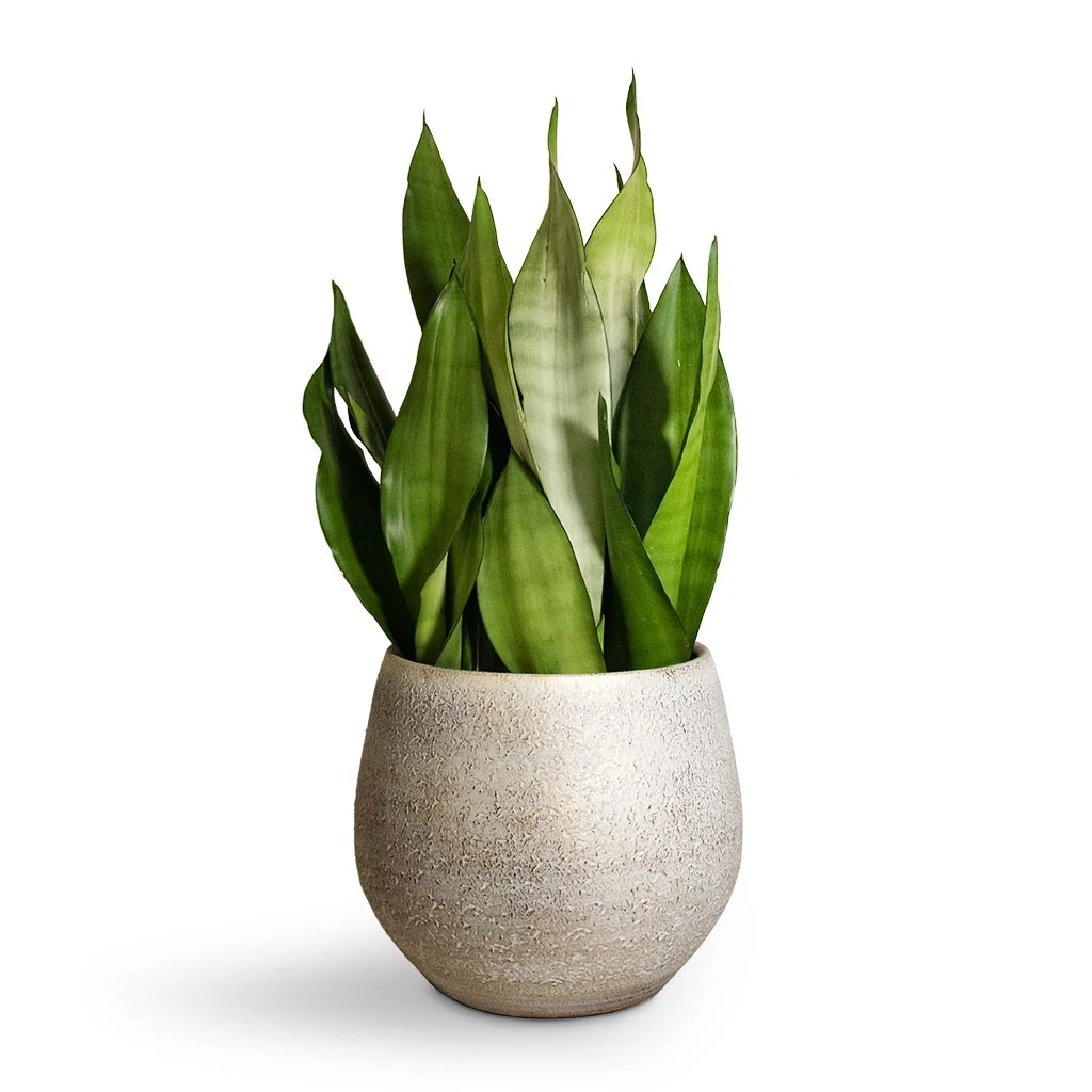 Sansevieria Trifasciata Moonshine - Snake Plant 16 Sansevieria Trifasciata Moonshine - Snake Plant - Image 14