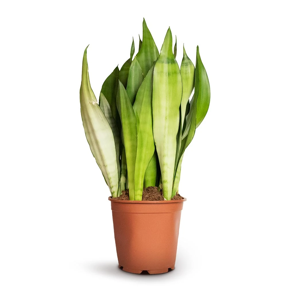 Sansevieria Trifasciata Moonshine - Snake Plant 9 Sansevieria Trifasciata Moonshine - Snake Plant - Image 7