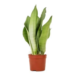 Sansevieria Trifasciata Moonshine - Snake Plant 24 Sansevieria Trifasciata Moonshine - Snake Plant -Indoor Plants Store Sansevieria trifasciata Moonshine Snake Plant 9x25cm