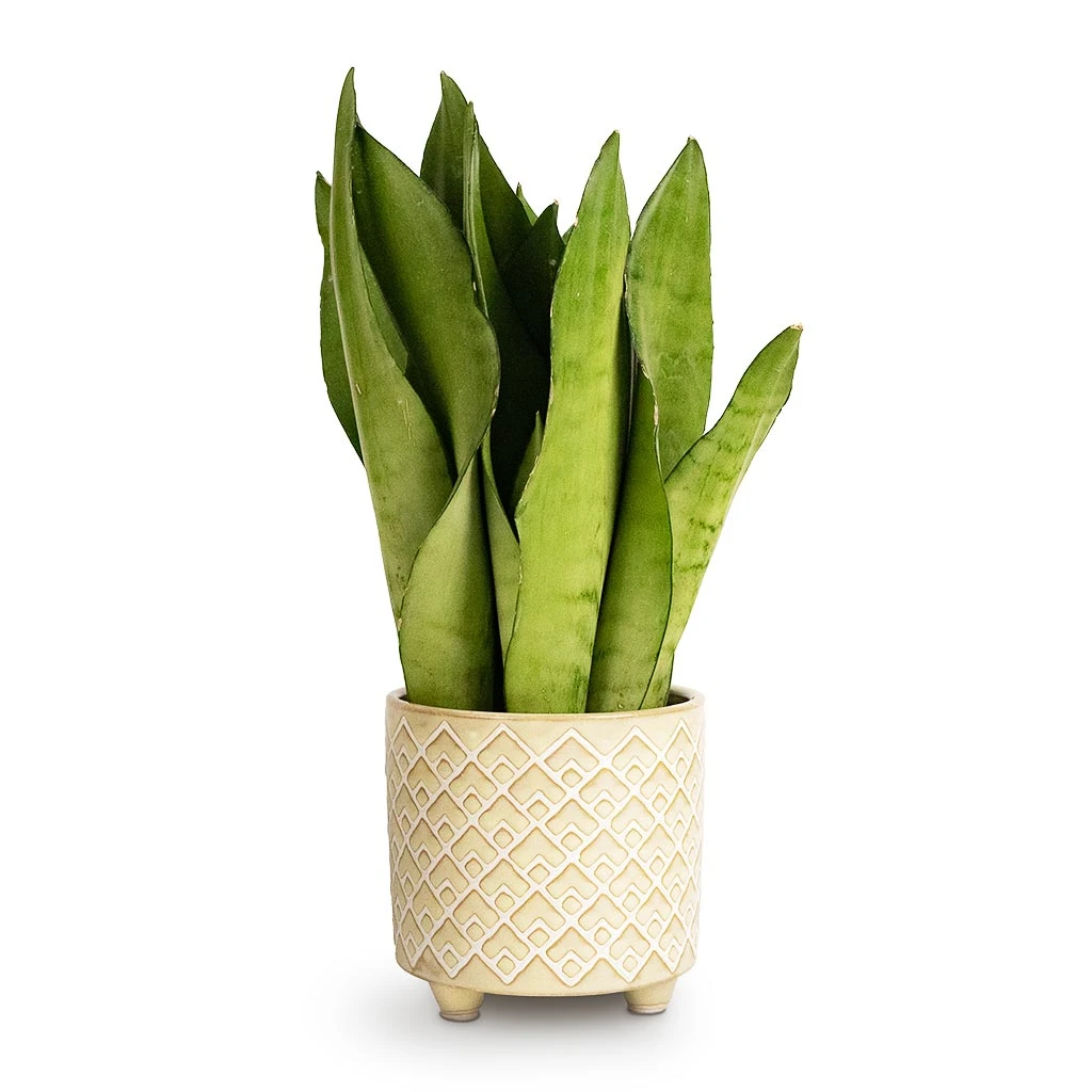 Sansevieria Trifasciata Moonshine - Snake Plant 11 Sansevieria Trifasciata Moonshine - Snake Plant - Image 9