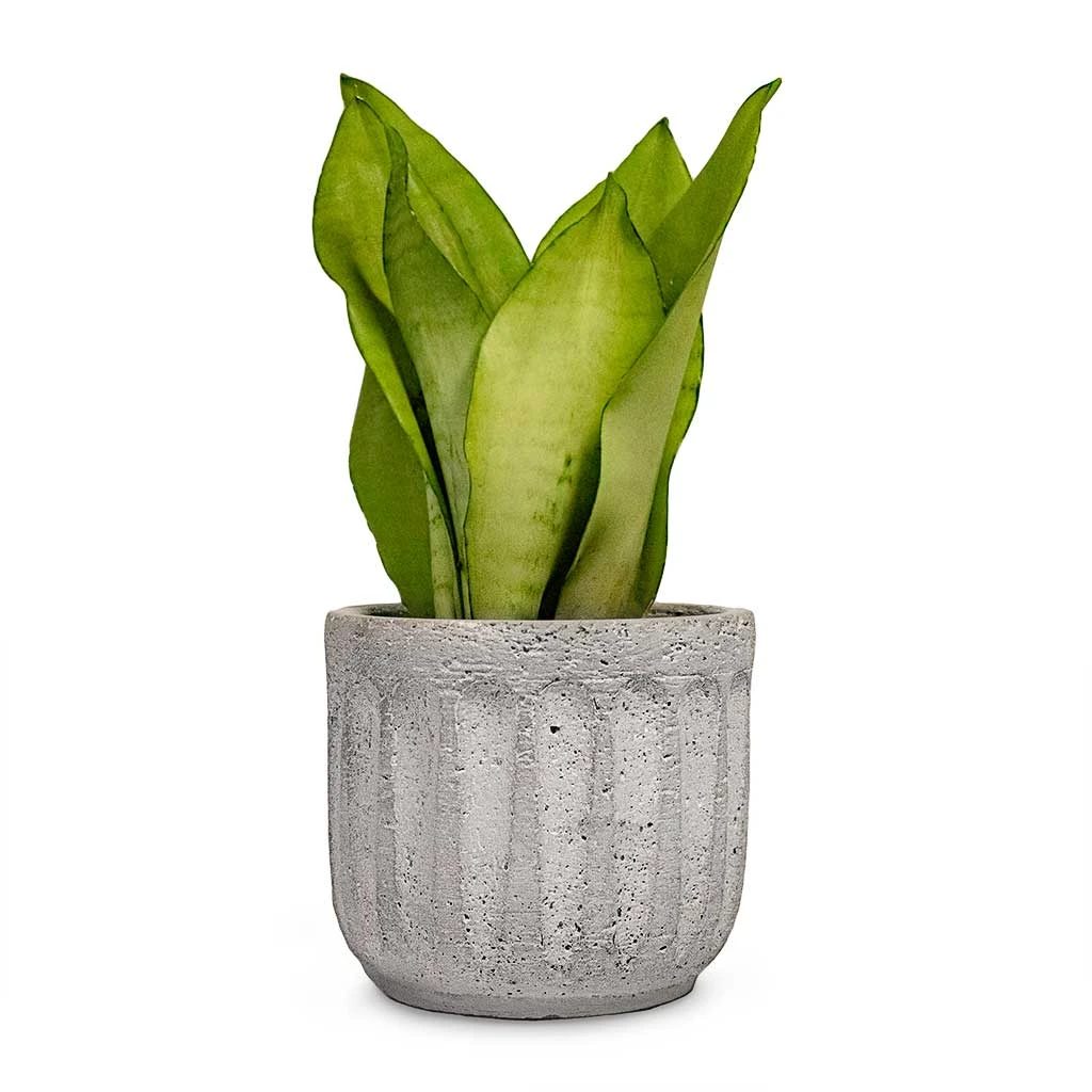 Sansevieria Trifasciata Moonshine - Snake Plant 15 Sansevieria Trifasciata Moonshine - Snake Plant - Image 13