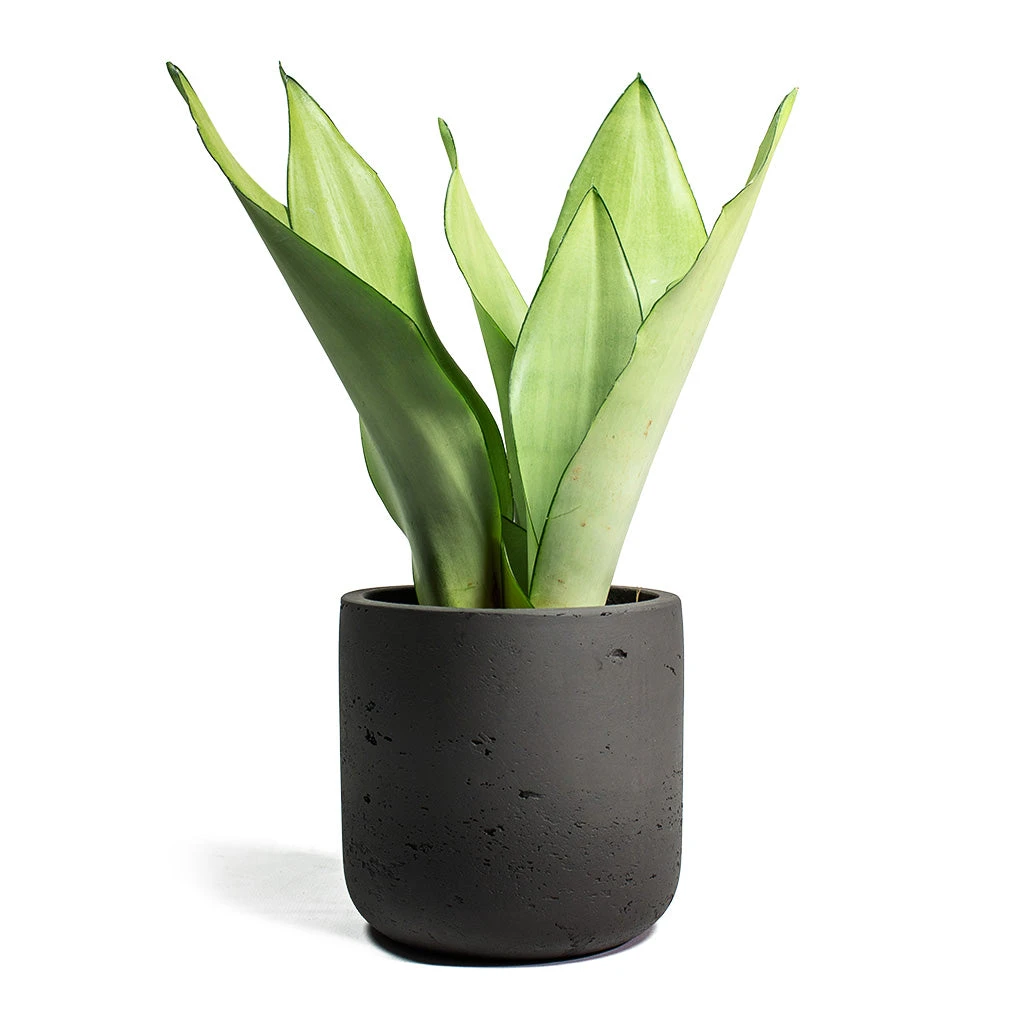 Sansevieria Trifasciata Moonshine - Snake Plant 6 Sansevieria Trifasciata Moonshine - Snake Plant - Image 4