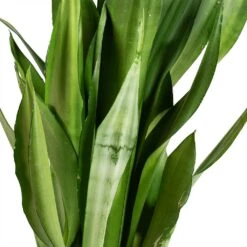 Sansevieria Trifasciata Moonshine - Snake Plant 36 Sansevieria Trifasciata Moonshine - Snake Plant -Indoor Plants Store Sansevieria trifasciata Moonshine Snake Plant Stems