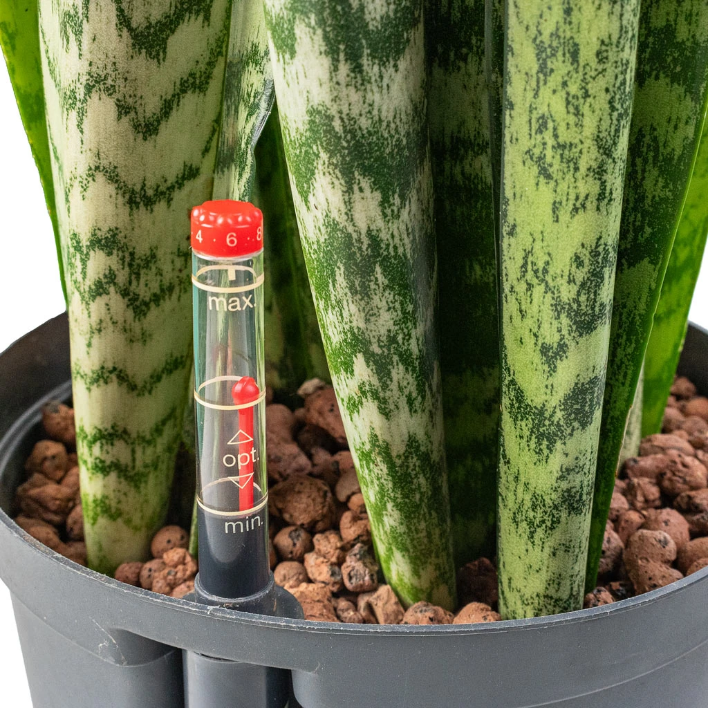 Sansevieria Zeylanica - HydroCare 4 Sansevieria Zeylanica - HydroCare - Image 2