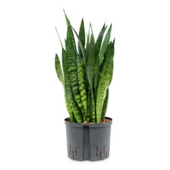 Sansevieria Zeylanica - HydroCare 35 Sansevieria Zeylanica - HydroCare -Indoor Plants Store Sansevieria zeylanica HydroCare 25 19x70cm