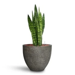 Sansevieria Zeylanica - HydroCare 32 Sansevieria Zeylanica - HydroCare -Indoor Plants Store Sansevieria zeylanica HydroCare Cement Stone Cody Plant Pot Granite Grey