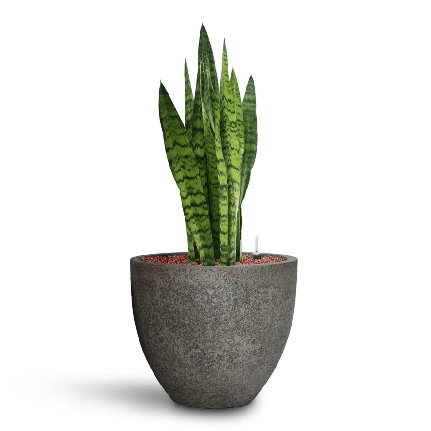Sansevieria Zeylanica - HydroCare 16 Sansevieria Zeylanica - HydroCare - Image 14