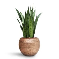 Sansevieria Zeylanica - HydroCare 27 Sansevieria Zeylanica - HydroCare -Indoor Plants Store Sansevieria zeylanica HydroCare Opus Hammered Globe Planter Gold