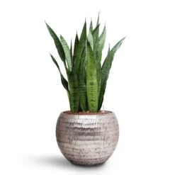 Sansevieria Zeylanica - HydroCare 26 Sansevieria Zeylanica - HydroCare -Indoor Plants Store Sansevieria zeylanica HydroCare Opus Hammered Globe Planter Silver