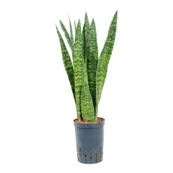 Sansevieria Zeylanica - HydroCare 29 Sansevieria Zeylanica - HydroCare -Indoor Plants Store Sansevieria zeylanica Hydroculture 15 19x60cm