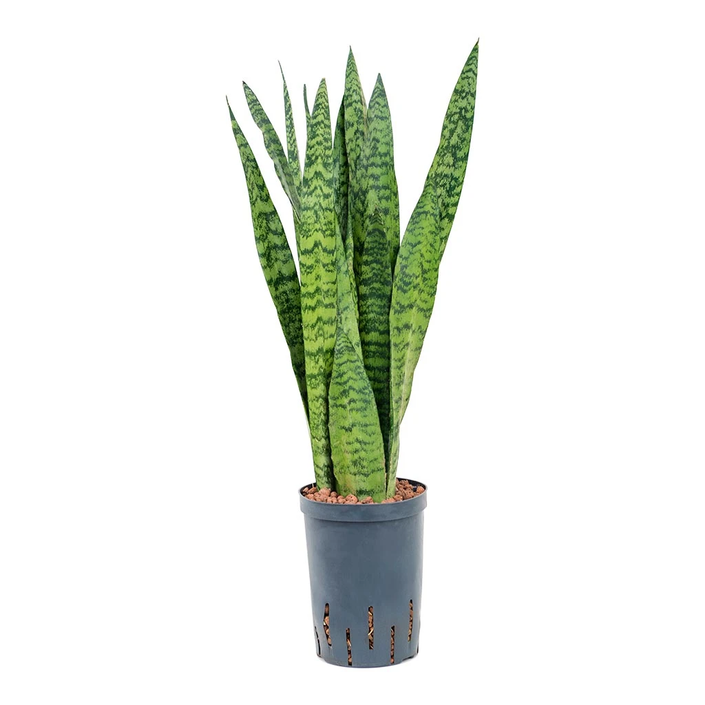 Sansevieria Zeylanica - HydroCare 13 Sansevieria Zeylanica - HydroCare - Image 11