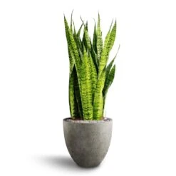Grigio Egg Pot Planter - Natural Concrete -Indoor Plants Store Sansevieria zeylanica Hydroculture Grigio Egg Pot Planter Natural Concrete 2ccd35f3 123f 42f5 ab86 f43d01f961be