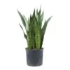 Sansevieria Zeylanica - HydroCare -Indoor Plants Store Sansevieria zeylanica Hydroculture Indoor Plant Large