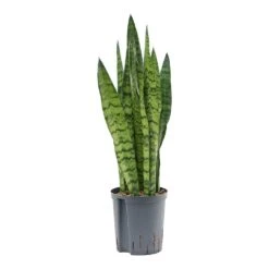 Sansevieria Zeylanica - HydroCare 25 Sansevieria Zeylanica - HydroCare -Indoor Plants Store Sansevieria zeylanica Hydroculture Indoor Plant Small