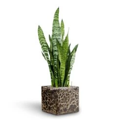 Sansevieria Zeylanica - HydroCare 21 Sansevieria Zeylanica - HydroCare -Indoor Plants Store Sansevieria zeylanica Hydroculture Lava Cube Relic Planter Black 785217e9 17be 4c34 af90 3edacf8f127e