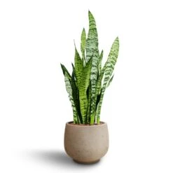 Mini Pixie Plant Pot - Grey Washed -Indoor Plants Store Sansevieria zeylanica Hydroculture Mini Pixie Plant Pot Grey Washed 8383c381 b3a6 46ec bff5 e5a7ad4a0f7d