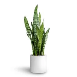 Sansevieria Zeylanica - HydroCare 22 Sansevieria Zeylanica - HydroCare -Indoor Plants Store Sansevieria zeylanica Hydroculture Puk Planter Matt White