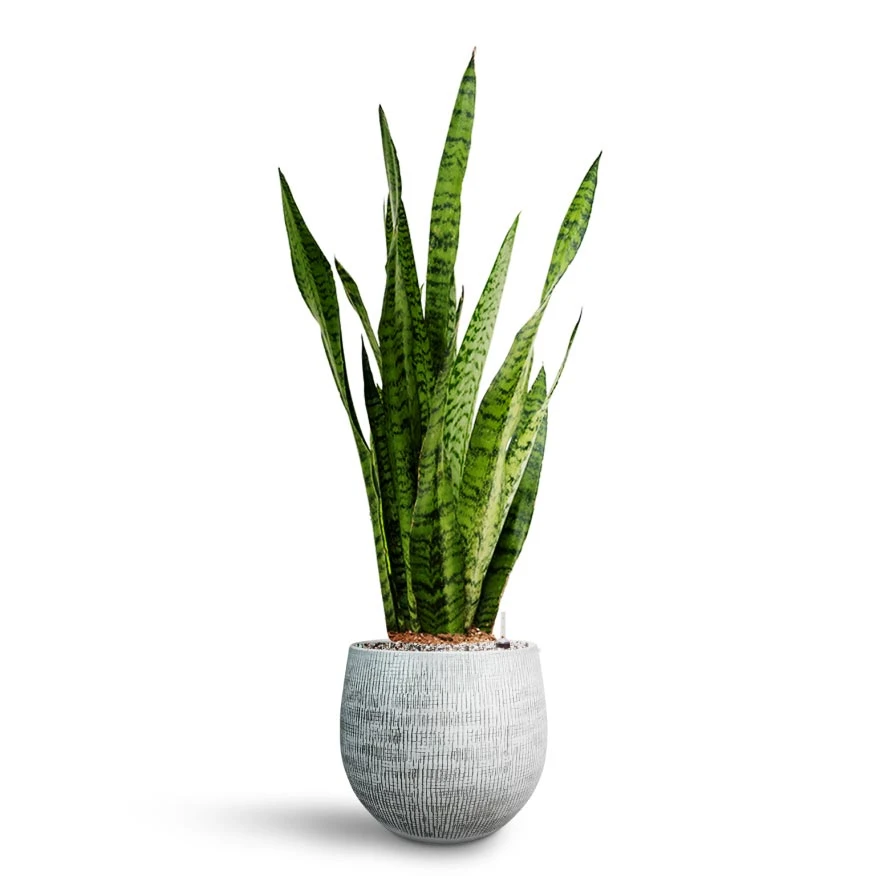 Sansevieria Zeylanica - HydroCare 14 Sansevieria Zeylanica - HydroCare - Image 12