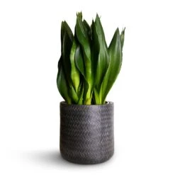 Angle Cylinder Plant Pot - Anthracite 10 Angle Cylinder Plant Pot - Anthracite -Indoor Plants Store Sansevieria zeylanica Silver Flame Snake Plant 21x60cm Angle Cylinder Plant Pot Anthracite 24x24cm 06cf4dcc f26c 473b b95c edff0e78ae3c