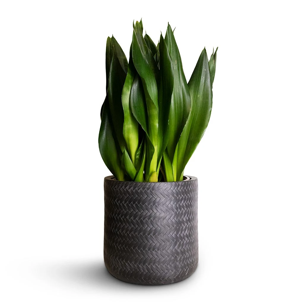 Angle Cylinder Plant Pot - Anthracite 6 Angle Cylinder Plant Pot - Anthracite - Image 4
