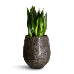 Opus Hit Darcy Planter - Silver 30 Opus Hit Darcy Planter - Silver -Indoor Plants Store Sansevieria zeylanica Silver Flame Snake Plant 21x60cm Opus Hit Darcy Planter Silver 38x42cm 4246704f a5d5 40cd bc33 091427bffb93