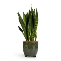 Sansevieria Zeylanica - Snake Plant -Indoor Plants Store Sansevieria zeylanica Snake Plant 14x50cm Kaat Plant Pot Green 16x16cm
