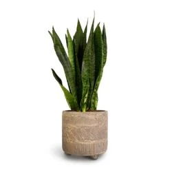 Sansevieria Zeylanica - Snake Plant -Indoor Plants Store Sansevieria zeylanica Snake Plant 14x50cm Nola Plant Pot Shiny Earth 17x16cm