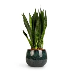 Sansevieria Zeylanica - Snake Plant -Indoor Plants Store Sansevieria zeylanica Snake Plant 14x50cm Odile Plant Pot Petrol 19x14cm 2c0af5d4 814e 4303 8f95 25848897fd75
