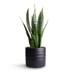 Sansevieria Zeylanica - Snake Plant -Indoor Plants Store Sansevieria zeylanica Snake Plant 15x50cm Hadleigh Plant Pot Charcoal 17x15cm