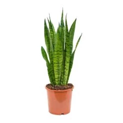 Sansevieria Zeylanica - Snake Plant -Indoor Plants Store Sansevieria zeylanica Snake Plant 17x50cm