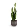 Sansevieria Zeylanica - Snake Plant -Indoor Plants Store Sansevieria zeylanica Snake Plant 17x60cm Duncan Plant Pot Blue Gold 21x20cm