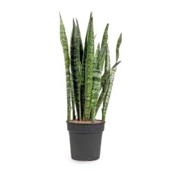 Sansevieria Zeylanica - Snake Plant -Indoor Plants Store Sansevieria zeylanica Snake Plant 21x100cm