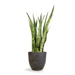 Angle Couple Plant Pot - Anthracite -Indoor Plants Store Sansevieria zeylanica Snake Plant 21x70cm Angle Couple Plant Pot Anthracite 30x28cm 2