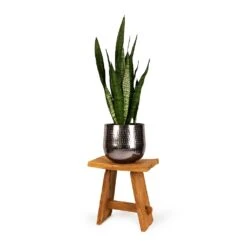 Sansevieria Zeylanica - Snake Plant -Indoor Plants Store Sansevieria zeylanica Snake Plant 21x70cm Jenna Metal Plant Pots Set of 3 Lead dba41d2b 6f44 4b3b 9d30 00b6d5774747