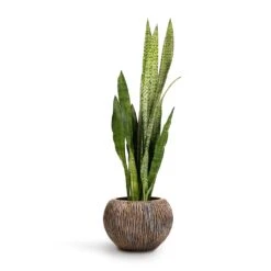 Luxe Lite Waterfall Globe Planter - Bronze -Indoor Plants Store Sansevieria zeylanica Snake Plant 21x70cm Luxe Lite Waterfall Globe Planter Bronze 33x24cm
