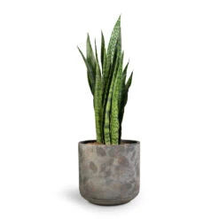 Sansevieria Zeylanica - Snake Plant -Indoor Plants Store Sansevieria zeylanica Snake Plant 21x70cm Saar Plant Pot Earth Cement 26x25cm