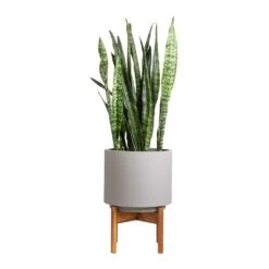 Vigo Plant Pot With Wooden Stand - Concrete Grey -Indoor Plants Store Sansevieria zeylanica Snake Plant 21x70cm Vigo Plant Pot with Wooden Stand Concrete Grey 28x37cm